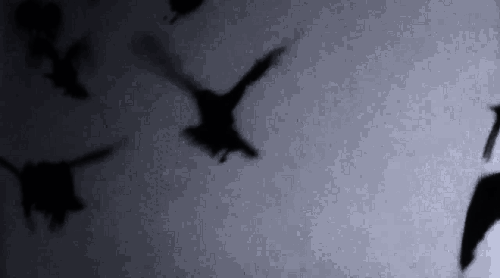 birds